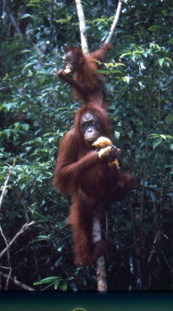 orangutanger 